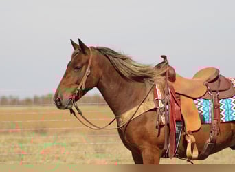American Quarter Horse, Gelding, 12 years, 14 hh, Brown