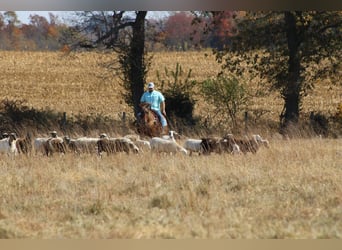 American Quarter Horse, Gelding, 12 years, 14 hh, Brown