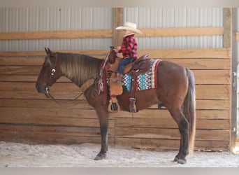 American Quarter Horse, Gelding, 12 years, 14 hh, Brown