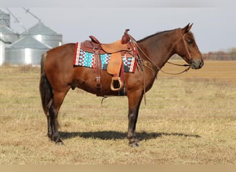 American Quarter Horse, Gelding, 12 years, 14 hh, Brown
