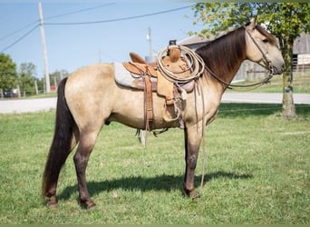 American Quarter Horse, Gelding, 12 years, 14 hh, Buckskin