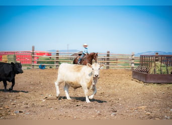 American Quarter Horse, Gelding, 12 years, 14 hh, Chestnut