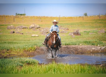 American Quarter Horse, Gelding, 12 years, 14 hh, Chestnut