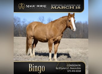 American Quarter Horse, Gelding, 12 years, 14 hh, Red Dun