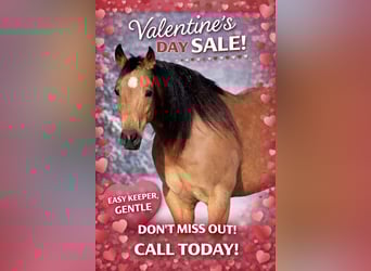 American Quarter Horse, Gelding, 12 years, 14,1 hh, Buckskin