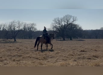 American Quarter Horse, Gelding, 12 years, 14,1 hh, Buckskin