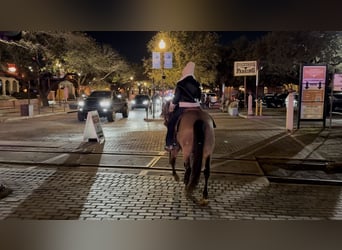 American Quarter Horse, Gelding, 12 years, 14,1 hh, Buckskin