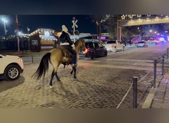 American Quarter Horse, Gelding, 12 years, 14,1 hh, Buckskin