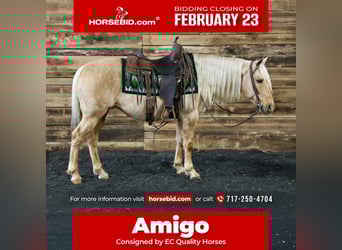 American Quarter Horse, Gelding, 12 years, 14,1 hh, Palomino