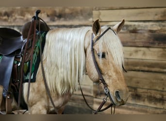 American Quarter Horse, Gelding, 12 years, 14,1 hh, Palomino