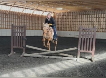 American Quarter Horse, Gelding, 12 years, 14,1 hh, Palomino