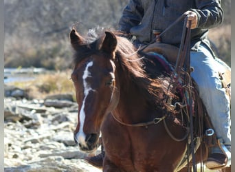 American Quarter Horse, Gelding, 12 years, 14,2 hh, Bay