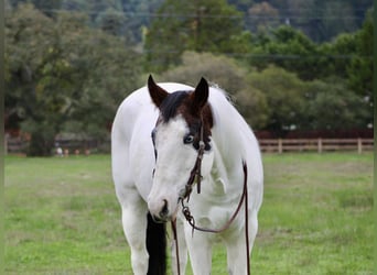 American Quarter Horse, Gelding, 12 years, 14,2 hh, Tobiano-all-colors