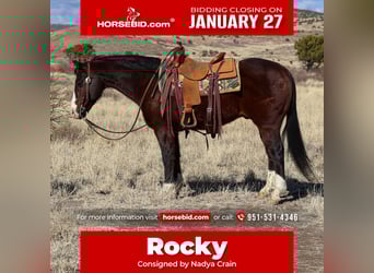 American Quarter Horse, Gelding, 12 years, 14,3 hh, Bay