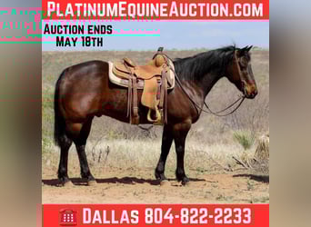 American Quarter Horse, Gelding, 12 years, 14,3 hh, Bay