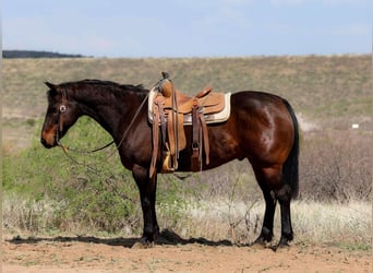 American Quarter Horse, Gelding, 12 years, 14,3 hh, Bay