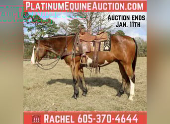 American Quarter Horse, Gelding, 12 years, 14,3 hh, Bay