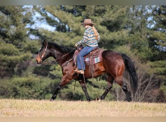 American Quarter Horse, Gelding, 12 years, 14,3 hh, Bay
