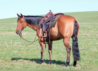American Quarter Horse, Gelding, 12 years, 14,3 hh, Buckskin