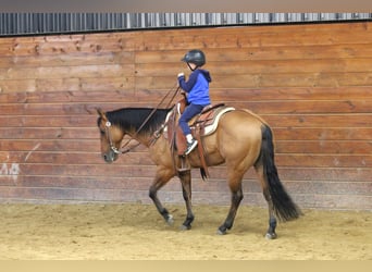 American Quarter Horse, Gelding, 12 years, 14,3 hh, Buckskin