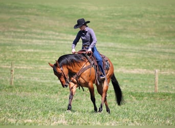 American Quarter Horse, Gelding, 12 years, 14,3 hh, Buckskin