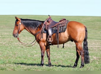 American Quarter Horse, Gelding, 12 years, 14,3 hh, Buckskin