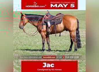 American Quarter Horse, Gelding, 12 years, 14,3 hh, Buckskin