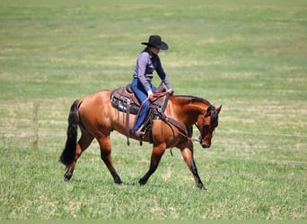 American Quarter Horse, Gelding, 12 years, 14,3 hh, Buckskin