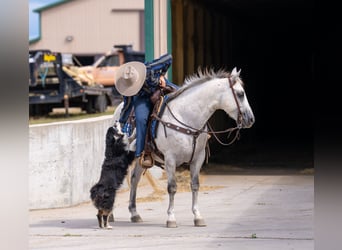 American Quarter Horse, Gelding, 12 years, 14,3 hh, Grey