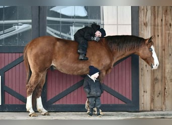 American Quarter Horse, Gelding, 12 years, 14,3 hh, Red Dun