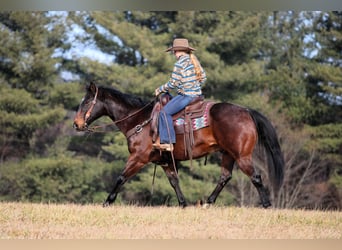 American Quarter Horse, Gelding, 12 years, 14,3 hh, Roan-Bay