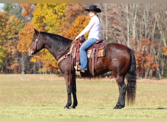American Quarter Horse, Gelding, 12 years, 15.1 hh, Bay-Dark