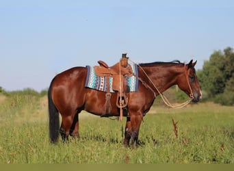 American Quarter Horse, Gelding, 12 years, 15.1 hh, Bay