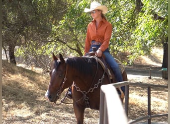 American Quarter Horse, Gelding, 12 years, 15.1 hh, Bay