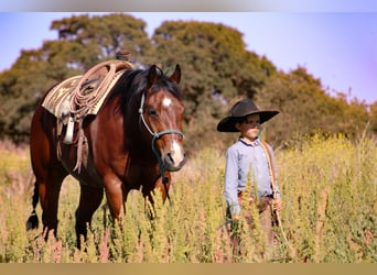 American Quarter Horse, Gelding, 12 years, 15.1 hh, Bay