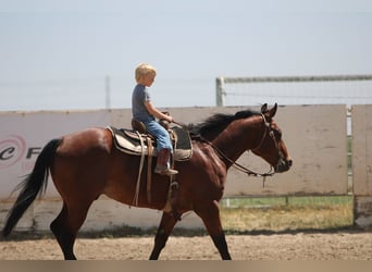 American Quarter Horse, Gelding, 12 years, 15.1 hh, Bay