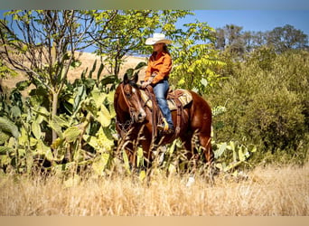 American Quarter Horse, Gelding, 12 years, 15.1 hh, Bay