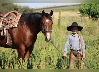 American Quarter Horse, Gelding, 12 years, 15.1 hh, Bay