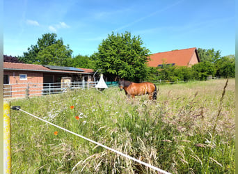American Quarter Horse, Gelding, 12 years, 15.1 hh, Brown