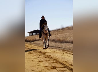 American Quarter Horse, Gelding, 12 years, 15.1 hh, Buckskin