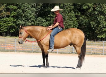 American Quarter Horse, Wallach, 12 Jahre, 15,1 hh, Buckskin