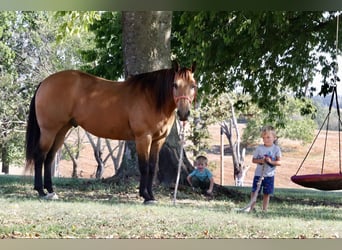 American Quarter Horse, Wallach, 12 Jahre, 15,1 hh, Buckskin