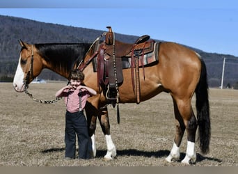 American Quarter Horse, Gelding, 12 years, 15.1 hh, Buckskin