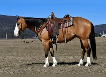 American Quarter Horse, Gelding, 12 years, 15.1 hh, Buckskin