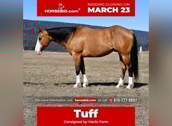 American Quarter Horse, Gelding, 12 years, 15.1 hh, Buckskin