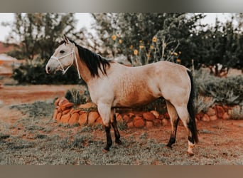 American Quarter Horse, Gelding, 12 years, 15.1 hh, Buckskin