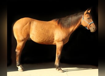 American Quarter Horse, Gelding, 12 years, 15,1 hh, Dun