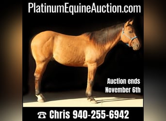 American Quarter Horse, Gelding, 12 years, 15,1 hh, Dun