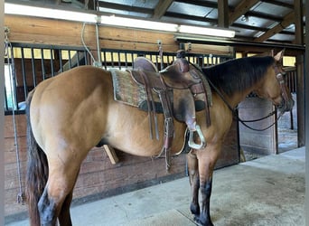 American Quarter Horse, Gelding, 12 years, 15,1 hh, Dun