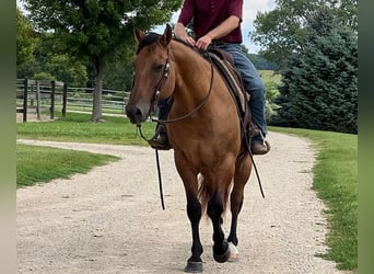 American Quarter Horse, Gelding, 12 years, 15,1 hh, Dun